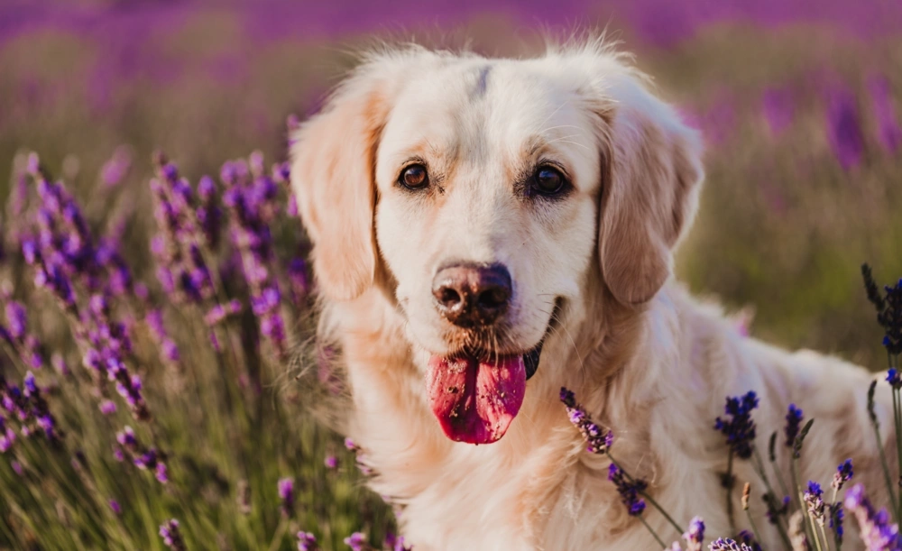Jeffers pet featured image